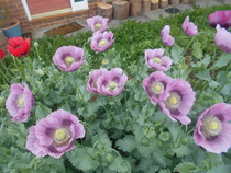 What's blooming in your garden at the moment?