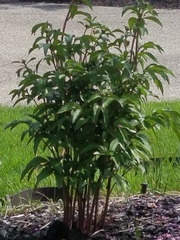Plant Identification