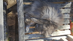 What's your DCat up to today? Episode 6, Return of the... Cats?