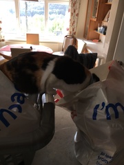 Show me your torties