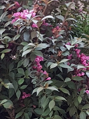 Plant I'D help please