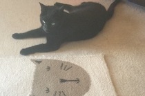What's your DCat up to today? Episode 6, Return of the... Cats?