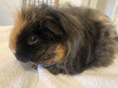 My guinea has to have an operation tomorrow