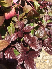 WHat plant is this please?