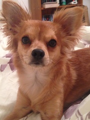 AIBU to think nobody has a dog as good as mine?!