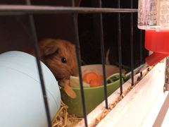 Name needed for 2 guinea pigs