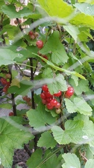 Allotment/Veg Patch Thread 12! Plotmenters hoping for better weather