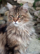 Tell me about your Maine Coons!