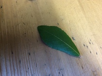 Shrub identification (might be a tree!)