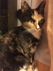 Show me your torties