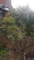 What is this shrub