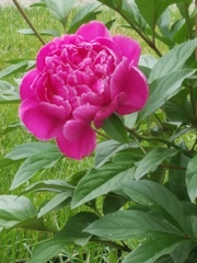 Plant Identification