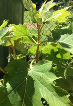 Sorry another plant ID one,,,