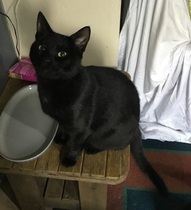 Possible new black "kitten". Squeeee!