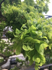 Help me identify this tree?