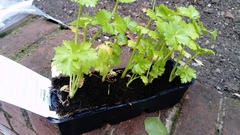 Celeriac plants please help a novice