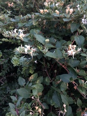Does anyone know the name...