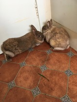 Week 4 - Low Carb Bootcamp - where we're KOKOing!