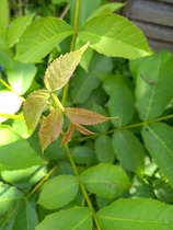 What is this plant please?