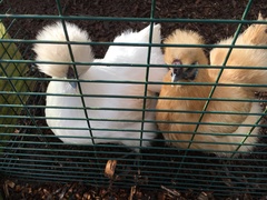 Photos of your chooks and runs please?