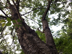 Is this tree rescuable?