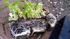 Celeriac plants please help a novice