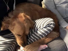 Calling all Golden Retriever owners....