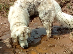 Calling all Golden Retriever owners....