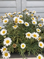 Marguerites in window box dying! (Pics)