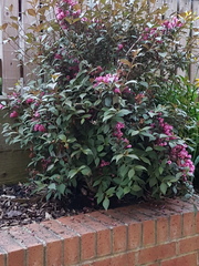 Plant I'D help please