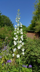 What's blooming in your garden at the moment?