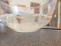 Warning disgusting pic! Sinus drain round 2