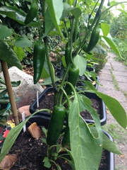 Allotment/Veg Patch Thread 12! Plotmenters hoping for better weather