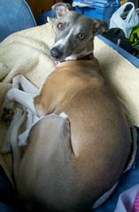 Our beautiful boy is gone.