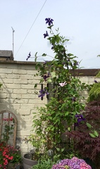 Any clematis experts about?