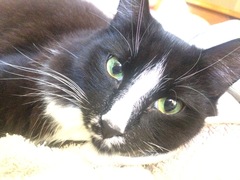 New Rescue Kitty (Pics) - Utterly in Love