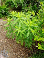 Is this anise hyssop or something else?