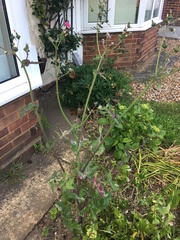 Urgent help!! What is this plant? Is it weed?