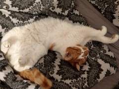 what is it with cats?
