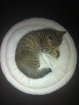 Outdoor cat furniture