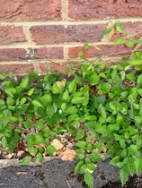Is this a Clematis?
