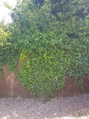Is this the tenants responsibility?