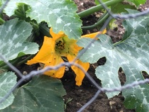 Allotment/Veg Patch Thread 12! Plotmenters hoping for better weather