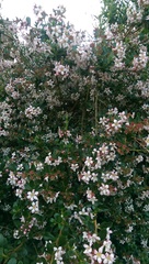 Yet another name this plant thread!
