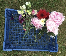 Allotment/Veg Patch Thread 12! Plotmenters hoping for better weather