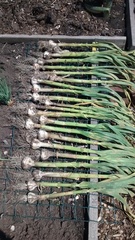 Allotment/Veg Patch Thread 12! Plotmenters hoping for better weather