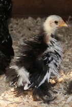 Swagger Inn 156 - The Weather Is Getting Hot, The HBFs Will Always Be Hotter