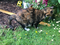 Potential tail injury - or am I just being paranoid?