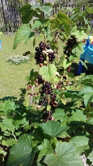 Allotment/Veg Patch Thread 12! Plotmenters hoping for better weather