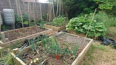 Allotment/Veg Patch Thread 12! Plotmenters hoping for better weather